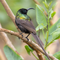Bronze Sunbird